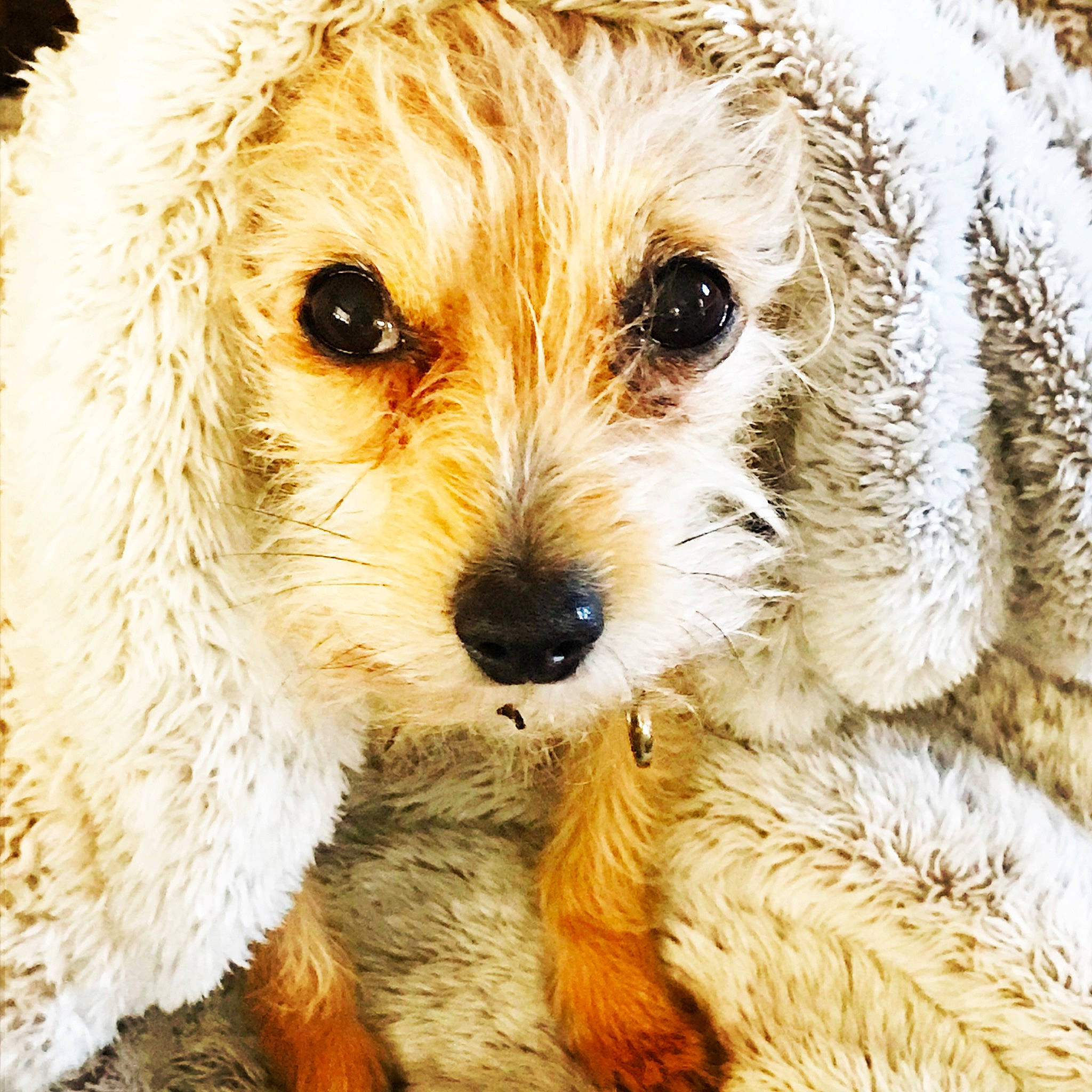 Juju joined the competition — help win amazing prizes! canidae, carnivore, cavachon, cavapoo, cockapoo, companion_dog, dog, dog_breed, eye, goldendoodle, labradoodle, maltepoo, mammal, nose, poodle_crossbreed, puppy, puppy_love, schnoodle, snout, vertebrate