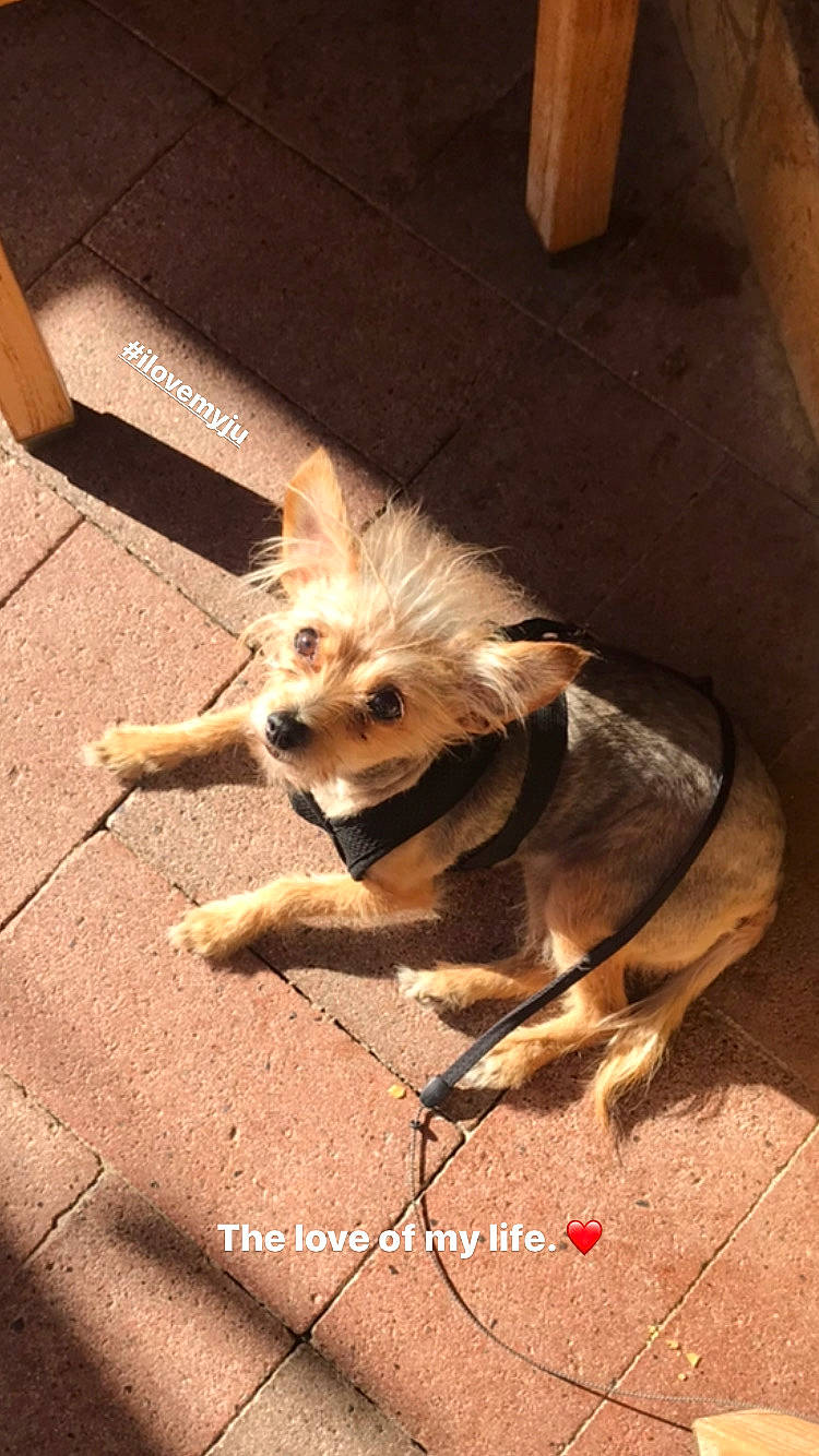 Juju joined the competition — help win amazing prizes! cairn_terrier, canidae, carnivore, companion_dog, dog, dog_breed, fawn, mammal, pomeranian, puppy, terrier, toy_dog, yorkshire_terrier