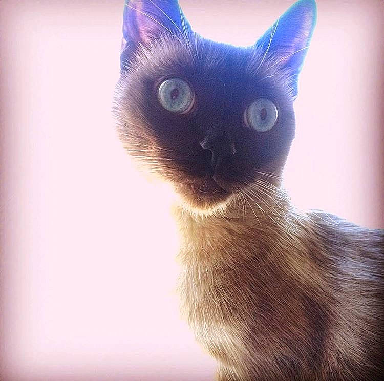 George is registered to the contest to win money with this photo: balinese, birman, burmese, carnivore, cat, eye, felidae, fur, javanese, kitten, mammal, ojos_azules, siamese, small_to_medium_sized_cats, snout, tail, thai, tonkinese, vertebrate, whiskers