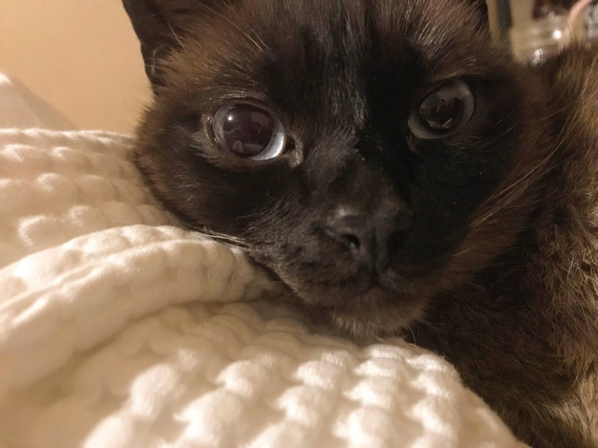 George joined the competition — help win amazing prizes! asian, black_cat, bombay, burmese, carnivore, cat, domestic_long_haired_cat, domestic_short_haired_cat, eye, felidae, fur, german_rex, kitten, korat, mammal, small_to_medium_sized_cats, snout, tonkinese, vertebrate, whiskers