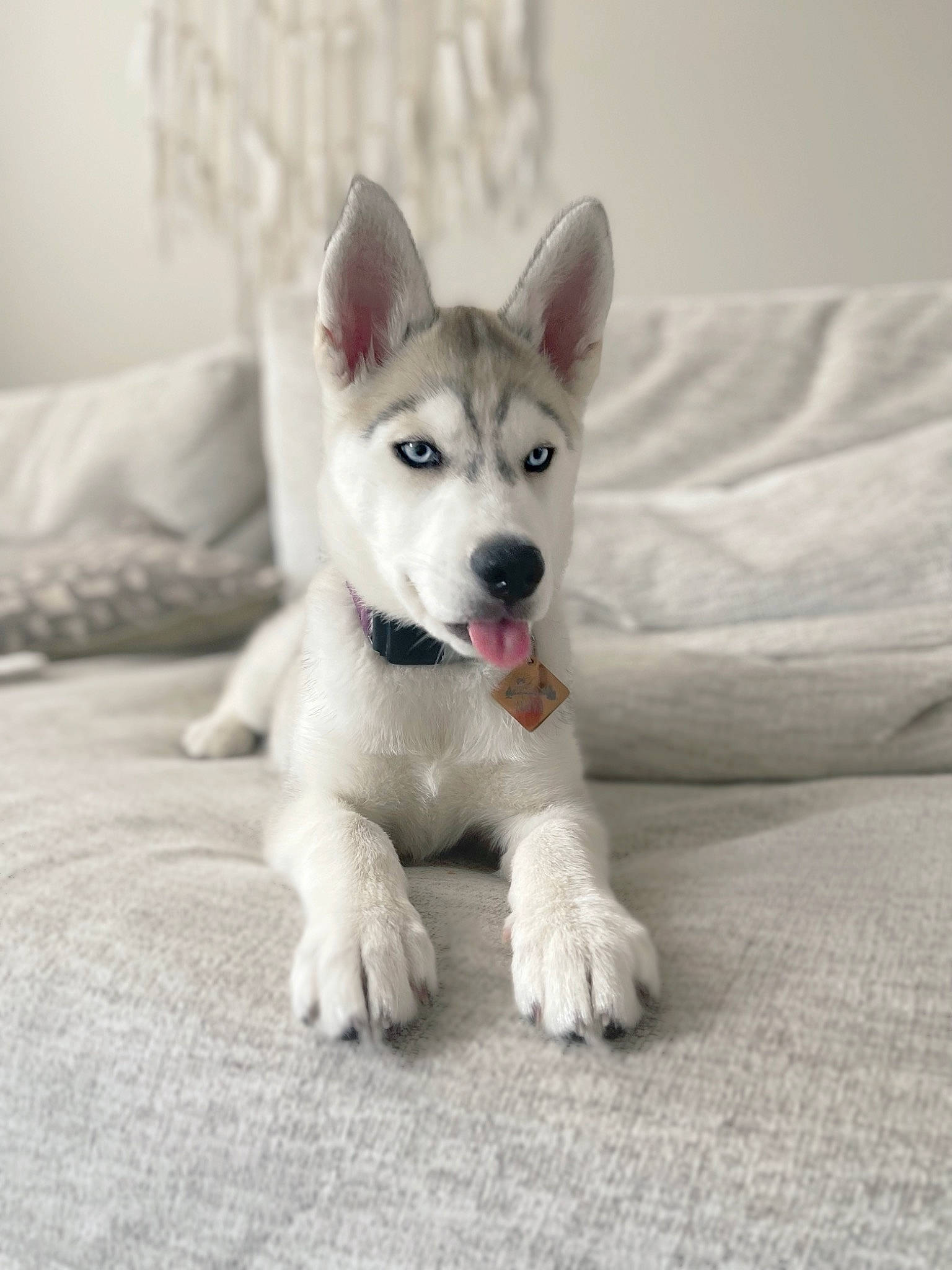 Nova is registered to the contest to win money with this photo: canidae, carnivore, comfort, companion_dog, dog, dog_breed, door, fawn, flooring, fur, grey, jaw, linens, paw, snout, sporting_group, tail, terrestrial_animal, whiskers, working_animal