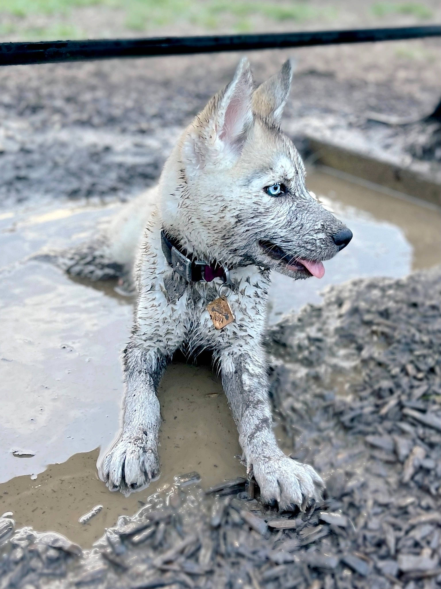 Nova is registered to the contest to win money with this photo: canidae, carnivore, claw, companion_dog, dog, dog_breed, grey, non_sporting_group, soil, sporting_group, tail, terrestrial_animal