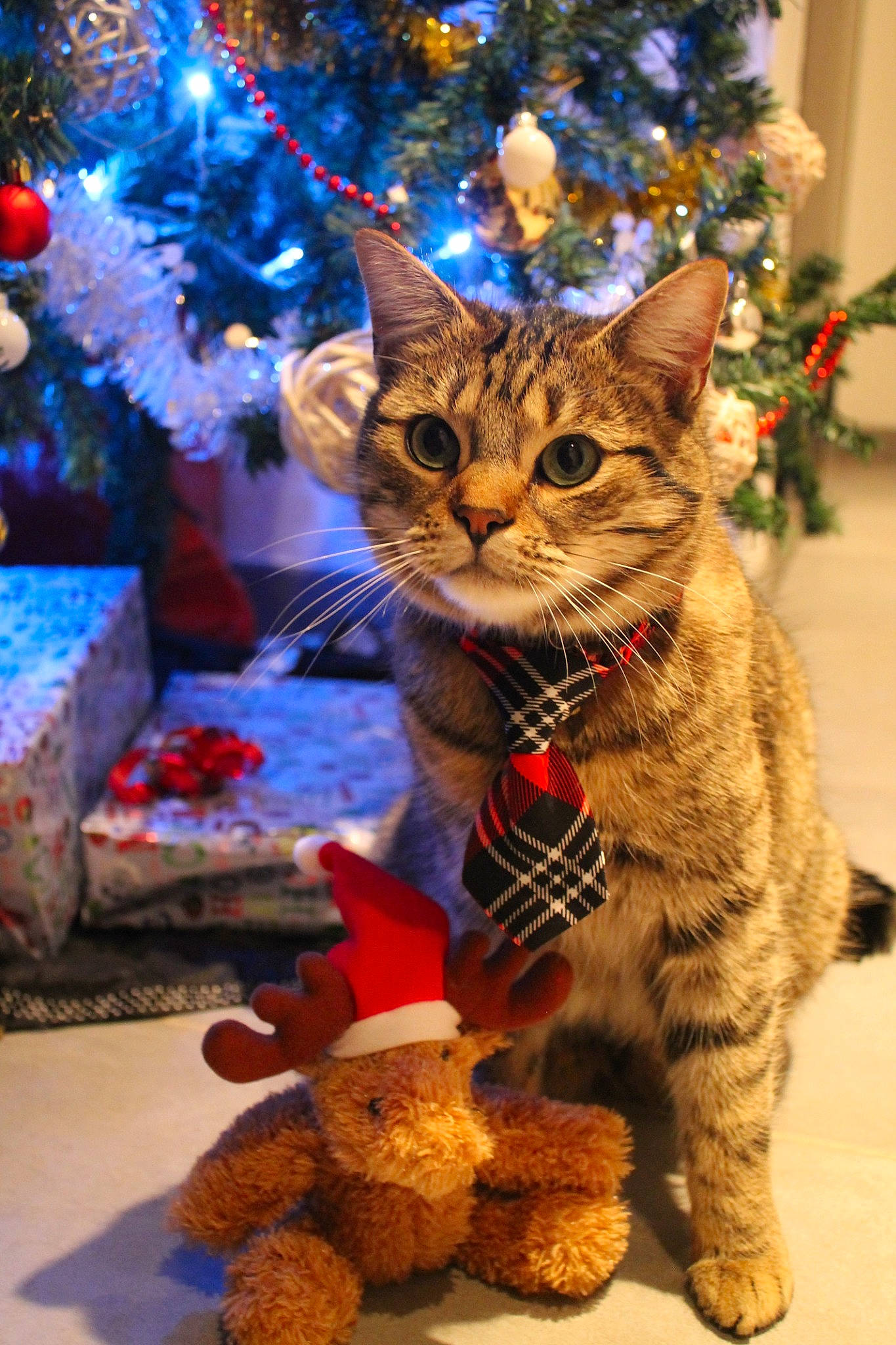 Mio participe au concours pour gagner de l'argent avec cette photo : carnivore, cat, christmas, christmas_decoration, christmas_eve, christmas_ornament, christmas_tree, domestic_short_haired_cat, event, fawn, felidae, interior_design, kitten, pixie_bob, small_to_medium_sized_cats, tabby_cat, whiskers