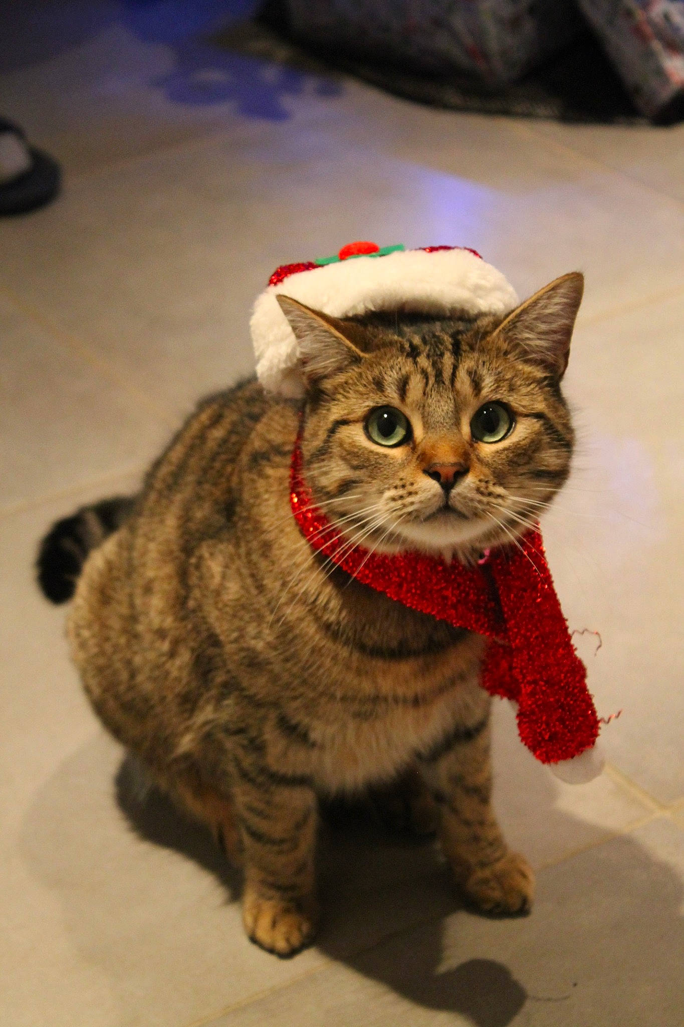 Mio a rejoint le concours — aidez-le/la à gagner de superbes lots ! american_bobtail, american_shorthair, asian, california_spangled, carnivore, cat, domestic_short_haired_cat, dragon_li, european_shorthair, fawn, felidae, fur, german_rex, kitten, kurilian_bobtail, mammal, pixie_bob, small_to_medium_sized_cats, tabby_cat, whiskers