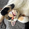 cat, calico_cat, sleeping, relaxed, upside_down, close_up, fur, whiskers, paws, pink_nose, open_mouth, pet, domestic_animal, cute, funny, cozy, textured_fabric, indoors, portrait, nap