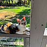 cat, calico_cat, pet, animal, feline, lying_down, lounging, portrait, outdoor, porch, railing, wood, white_post, backyard, garden, grass, trees, sunlight, calm, whiskers