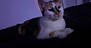 Sushi joined the competition — help win amazing prizes! cat, calico_cat, feline, pet, animal, whiskers, ears, eyes, paws, fur, white_fur, black_fur, orange_fur, lying_down, relaxed, alert, bed, blanket, indoors, portrait