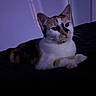cat, calico_cat, feline, pet, animal, whiskers, ears, eyes, paws, fur, white_fur, black_fur, orange_fur, lying_down, relaxed, alert, bed, blanket, indoors, portrait