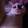 cat, feline, pet, white_cat, orange_patches, close_up, portrait, whiskers, ears, eyes, nose, fur, indoors, home, sofa, blanket, cozy, purple_lighting, curious, animal_photography