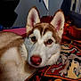 animal, bedroom, blanket, canine, close_up, colorful, cozy, cute, dog, ears, face, fur, husky, indoor, laying, looking, pet, portrait, resting, warm