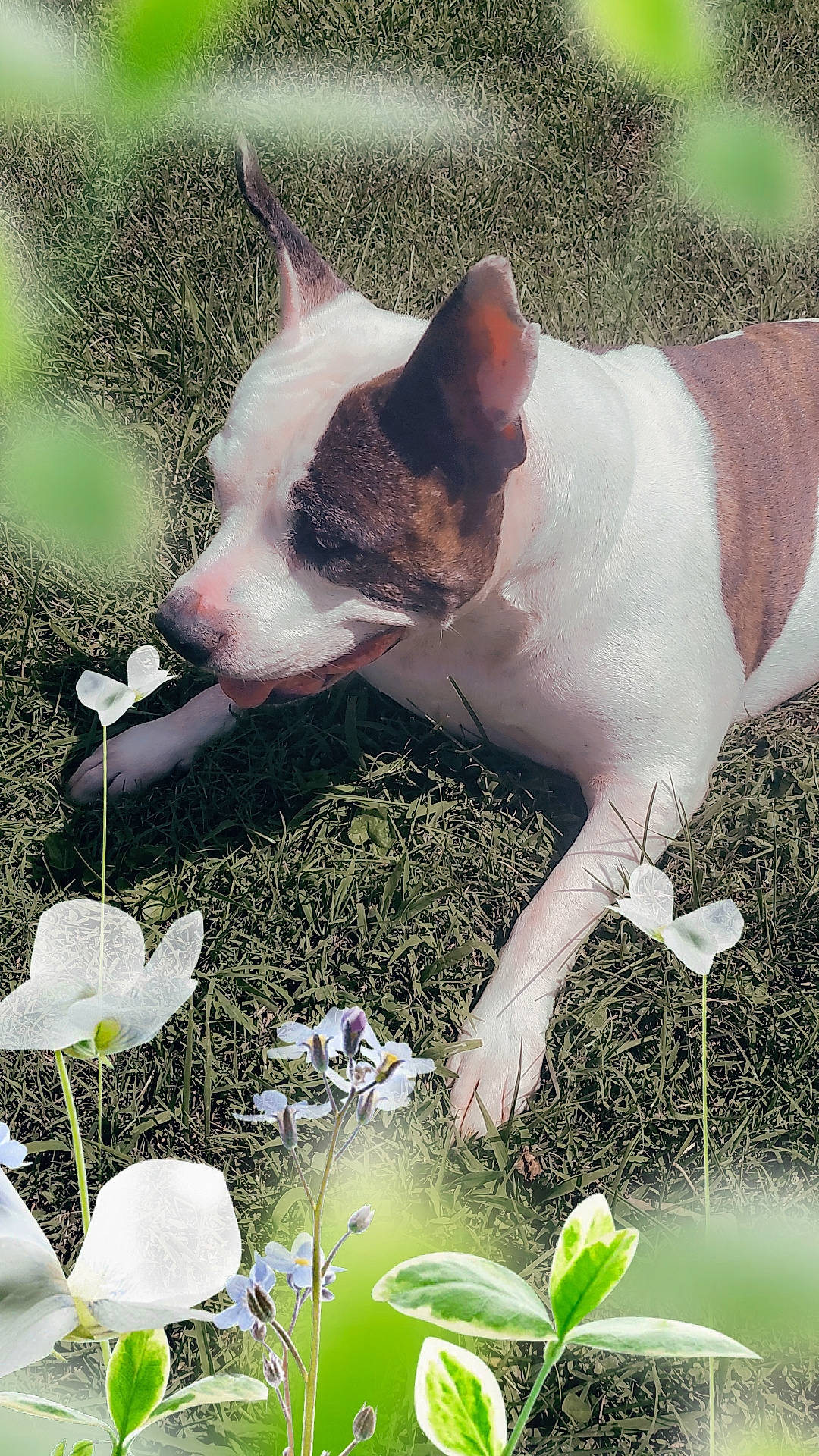 Sunii Rose joined the competition — help win amazing prizes! canidae, carmine, carnivore, collar, companion_dog, dog, dog_breed, fawn, flower, grass, green, herb, non_sporting_group, petal, plant, snout, sporting_group, tableware, tail, whiskers