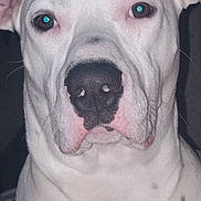 White Boy is registered to the contest to win money with this photo: animal, canine, close_up, companion, dog, domestic_animal, ears, expressionless, face, flash_reflection, fur, indoor, looking_at_camera, muzzle, nose, pet, portrait, snout, whiskers, white_dog