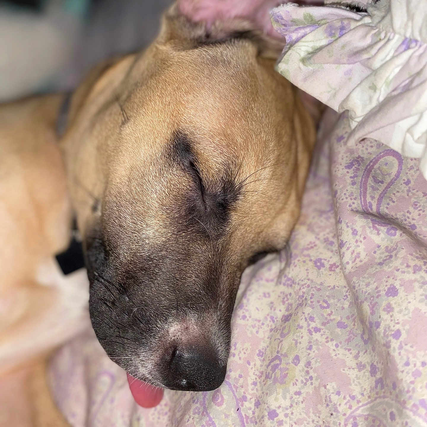 Puppy joined the competition — help win amazing prizes! animal, bed, blanket, bodypart, bulldog, canine, dog, finger, furniture, hand, hound, labradorretriever, mouth, person, pet, pitbull, puppy, quilt, sleeping, snout