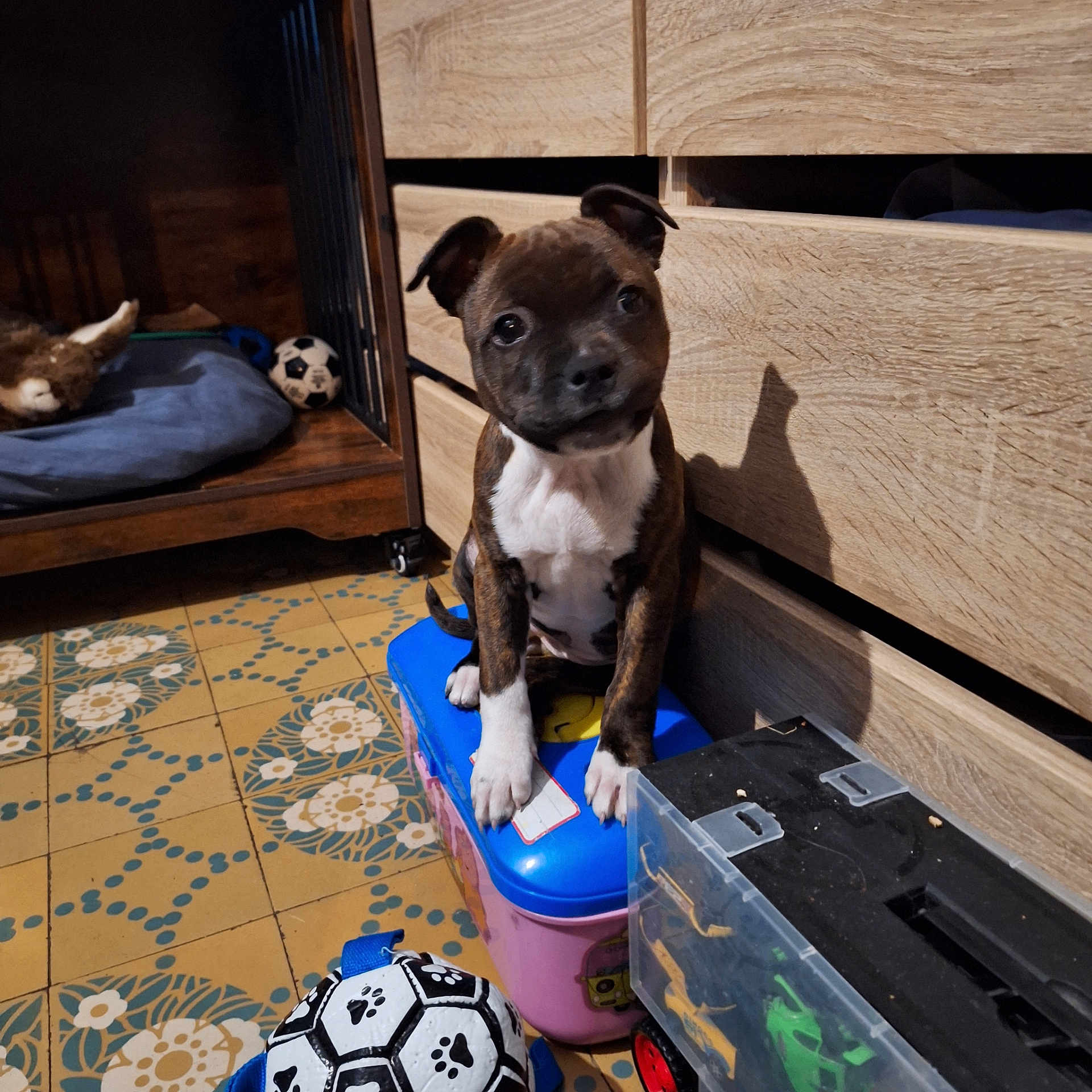 Athéna a rejoint le concours — aidez-le/la à gagner de superbes lots ! animal, box, brindle, brown, curious, cute, dog, domestic, flooring, indoor, patterned_tile, pet, pet_bed, puppy, shadow, small_dog, tile_floor, toy, white_paws, wooden_furniture