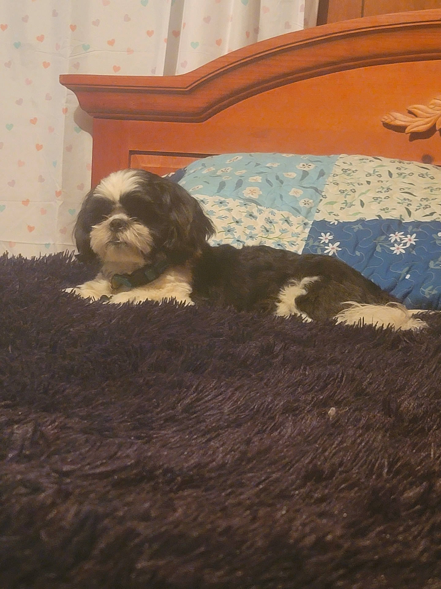 animal, architecture, bed, bedroom, blanket, building, canine, cockerspaniel, couch, cushion, dog, furniture, homedecor, hound, indoors, livingroom, pet, puppy, room, terrier