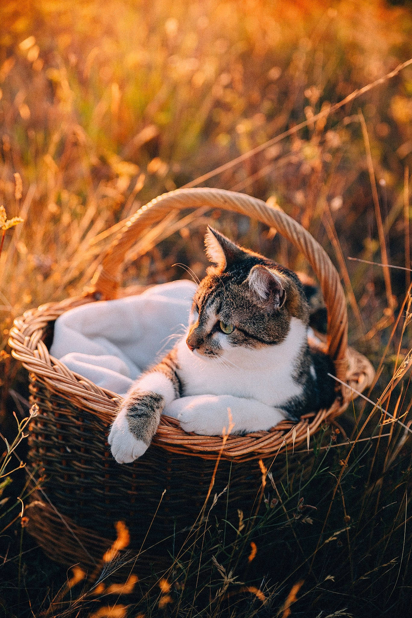 Oxo a rejoint le concours — aidez-le/la à gagner de superbes lots ! carnivore, cat, dog_breed, fawn, felidae, grass, grass_family, landscape, natural_landscape, owl, people_in_nature, plant, small_to_medium_sized_cats, snout, sunlight, tail, terrestrial_animal, whiskers, wildlife, wood