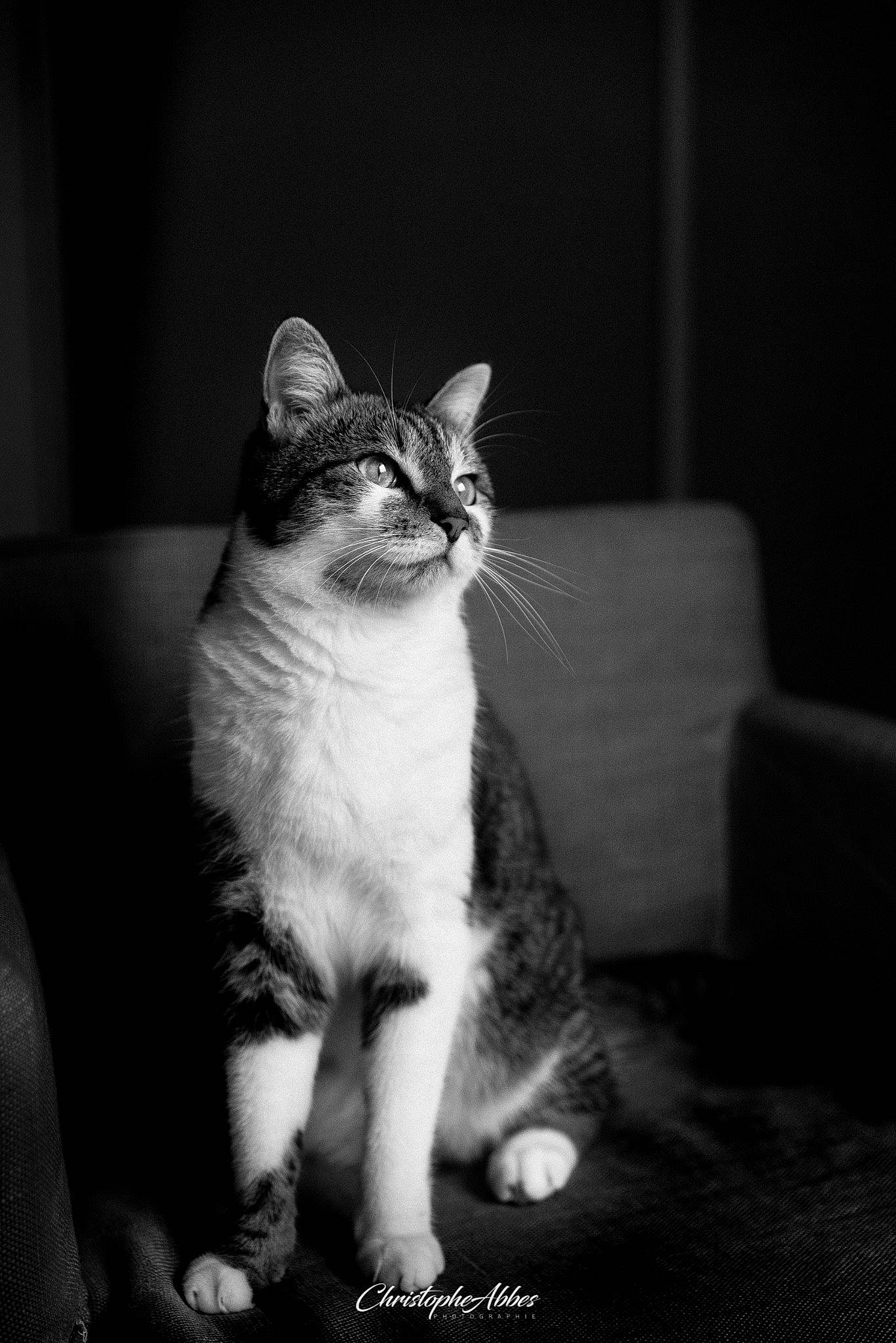 Oxo participe au concours pour gagner de l'argent avec cette photo : black_and_white, carnivore, cat, close_up, comfort, couch, darkness, domestic_short_haired_cat, felidae, flash_photography, grey, head, human_leg, monochrome, monochrome_photography, small_to_medium_sized_cats, style, tail, whiskers, window