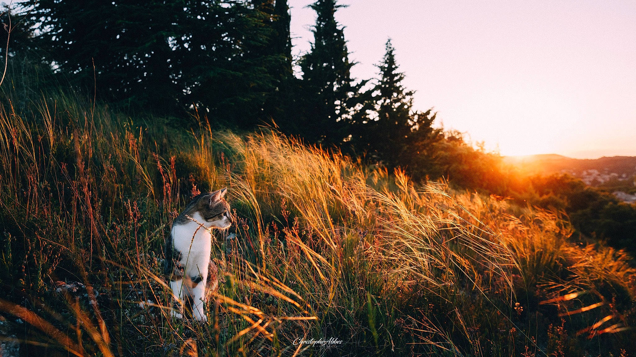 Oxo participe au concours pour gagner de l'argent avec cette photo : carnivore, dog, dog_breed, fawn, felidae, forest, grass, grass_family, grassland, heat, landscape, meadow, natural_landscape, people_in_nature, plant, sky, tail, tree, wildlife, wood