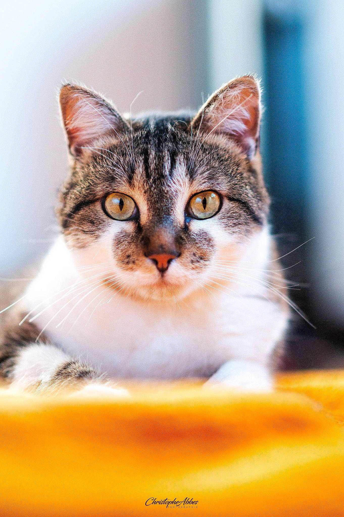 Oxo participe au concours pour gagner de l'argent avec cette photo : art, carnivore, cat, collar, domestic_short_haired_cat, felidae, fur, iris, macro_photography, small_to_medium_sized_cats, snout, tree, whiskers, wildlife, window