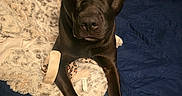 Ellie is registered to the contest to win money with this photo: dog, black_dog, pet, blanket, bed, quilt, fur, ears, paws, looking, indoor, cozy, animal, cute, canine, resting, portrait, furniture, home, sleepy