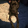 dog, black_dog, pet, blanket, bed, quilt, fur, ears, paws, looking, indoor, cozy, animal, cute, canine, resting, portrait, furniture, home, sleepy