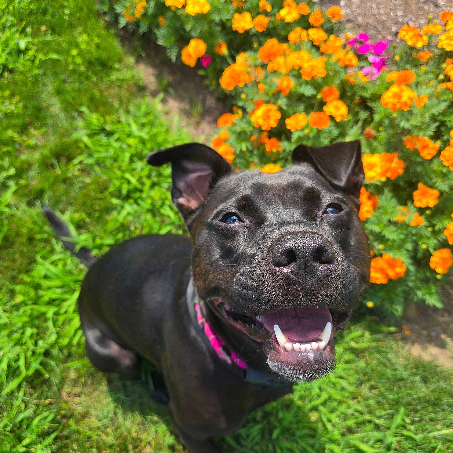 Ellie is registered to the contest to win money with this photo: dog, black_dog, smiling, happy, pet, collar, grass, flowers, orange_flowers, pink_flowers, outdoor, garden, sunlight, nature, canine, animal, closeup, portrait, playful, summer