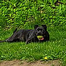 Ellie joined the competition — help win amazing prizes! dog, black_dog, tennis_ball, grass, greenery, outdoor, playful, pet, tongue, animal, nature, garden, happy, canine, summer, leafy, resting, fun, mammal, park