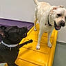 Ellie is registered to the contest to win money with this photo: dog, black_dog, white_dog, pet, play, indoor, ramp, animal, canine, happy, training_center, paw, collar, tail, floor, wall, pet_resort, interaction, playful, friendship
