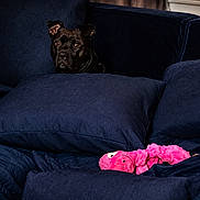 Ellie joined the competition — help win amazing prizes! dog, black_dog, couch, pillow, plush_toy, pink_toy, indoor, pet, animal, furniture, blue, cozy, resting, home, living_room, cute, curious, soft_texture, domestic, relaxed
