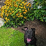 dog, black_dog, smiling, tongue_out, flower_bed, yellow_flowers, green_leaves, garden, grass, outdoor, happy, pet, canine, nature, sunlight, fence, plant, summer, playful, animal