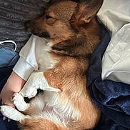 Willow Mae is registered to the contest to win money with this photo: dog, sleeping, brown, white, fur, pet, cozy, blanket, human_arm, resting, indoors, closeup, comfort, cuddle, relaxation, animal, paw, cute, domestic_animal, snuggle