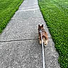 Willow Mae joined the competition — help win amazing prizes! dog, leash, sidewalk, grass, outdoor, walk, pet, canine, pavement, greenery, nature, small_dog, corresponding_leash, walking, pathway, summer, daytime, fence, back_view, fluffy_tail