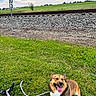 Willow Mae joined the competition — help win amazing prizes! dog, grass, leash, railroad_track, sky, clouds, greenery, outdoor, field, pet, canine, happy, tongue_out, nature, summer, daytime, playful, animal, smiling, walking