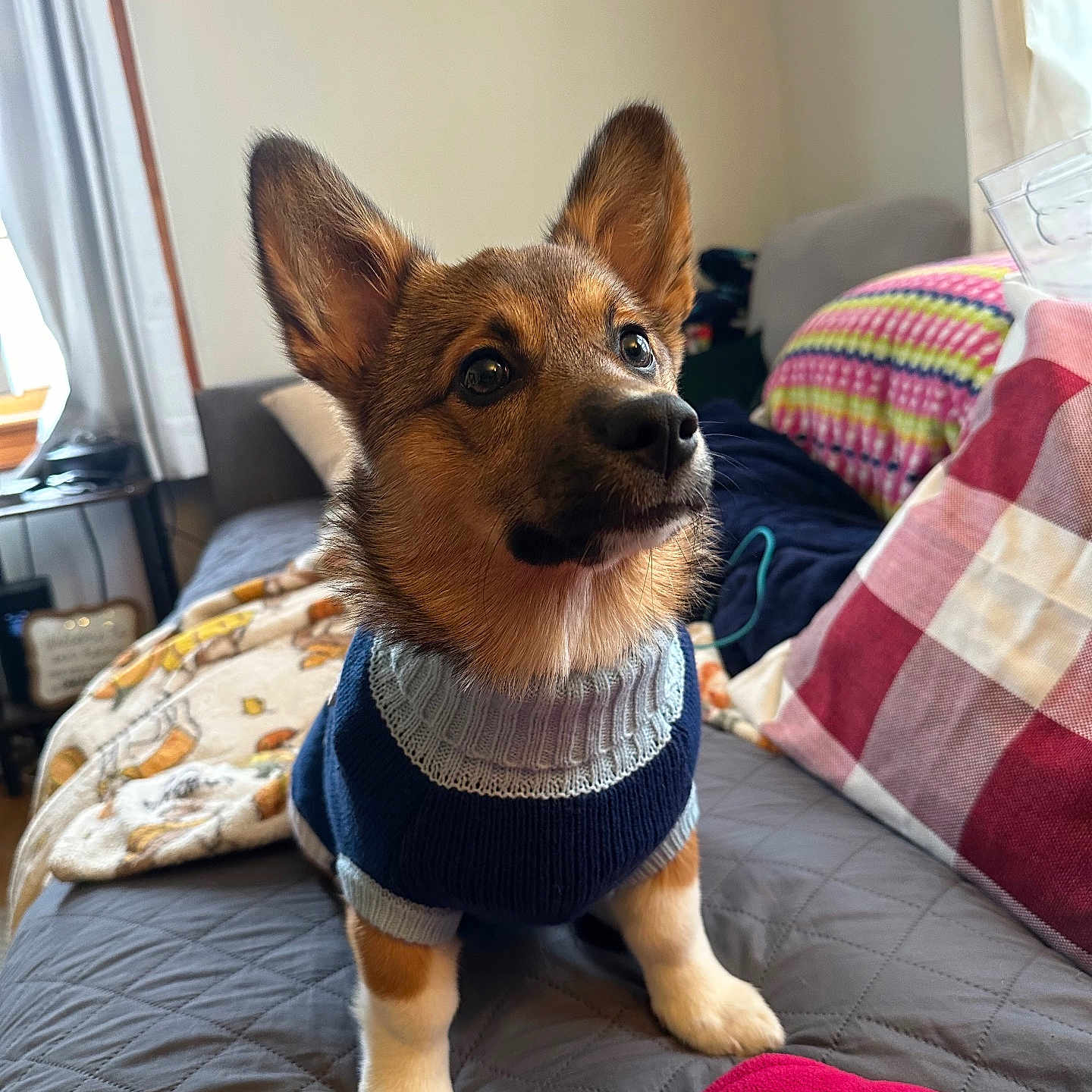 Willow Mae is registered to the contest to win money with this photo: puppy, dog, sweater, bed, blanket, pillow, indoor, quilt, curious, pet, brown, white_paws, ears_up, cozy, cute, attention, furniture, room, window, curtain
