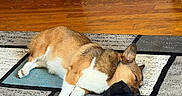 Willow Mae is registered to the contest to win money with this photo: dog, corgi, sleeping, sock, floor, rug, indoor, pet, animal, resting, cozy, wooden_floor, paw, ear, fur, quiet, home, comfort, relaxation, small_dog