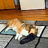 dog, corgi, sleeping, sock, floor, rug, indoor, pet, animal, resting, cozy, wooden_floor, paw, ear, fur, quiet, home, comfort, relaxation, small_dog