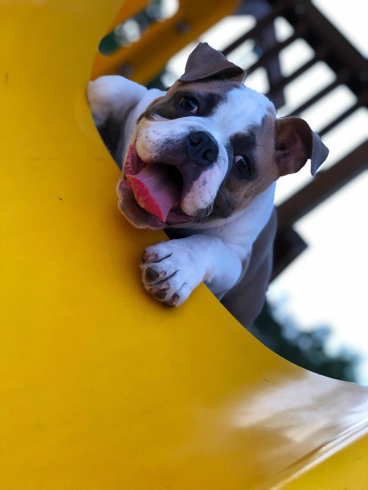 Gucci is registered to the contest to win money with this photo: american_bulldog, american_staffordshire_terrier, boston_terrier, canidae, carnivore, companion_dog, dog, dog_breed, ear, fawn, french_bulldog, non_sporting_group, olde_english_bulldogge, pit_bull, puppy, snout