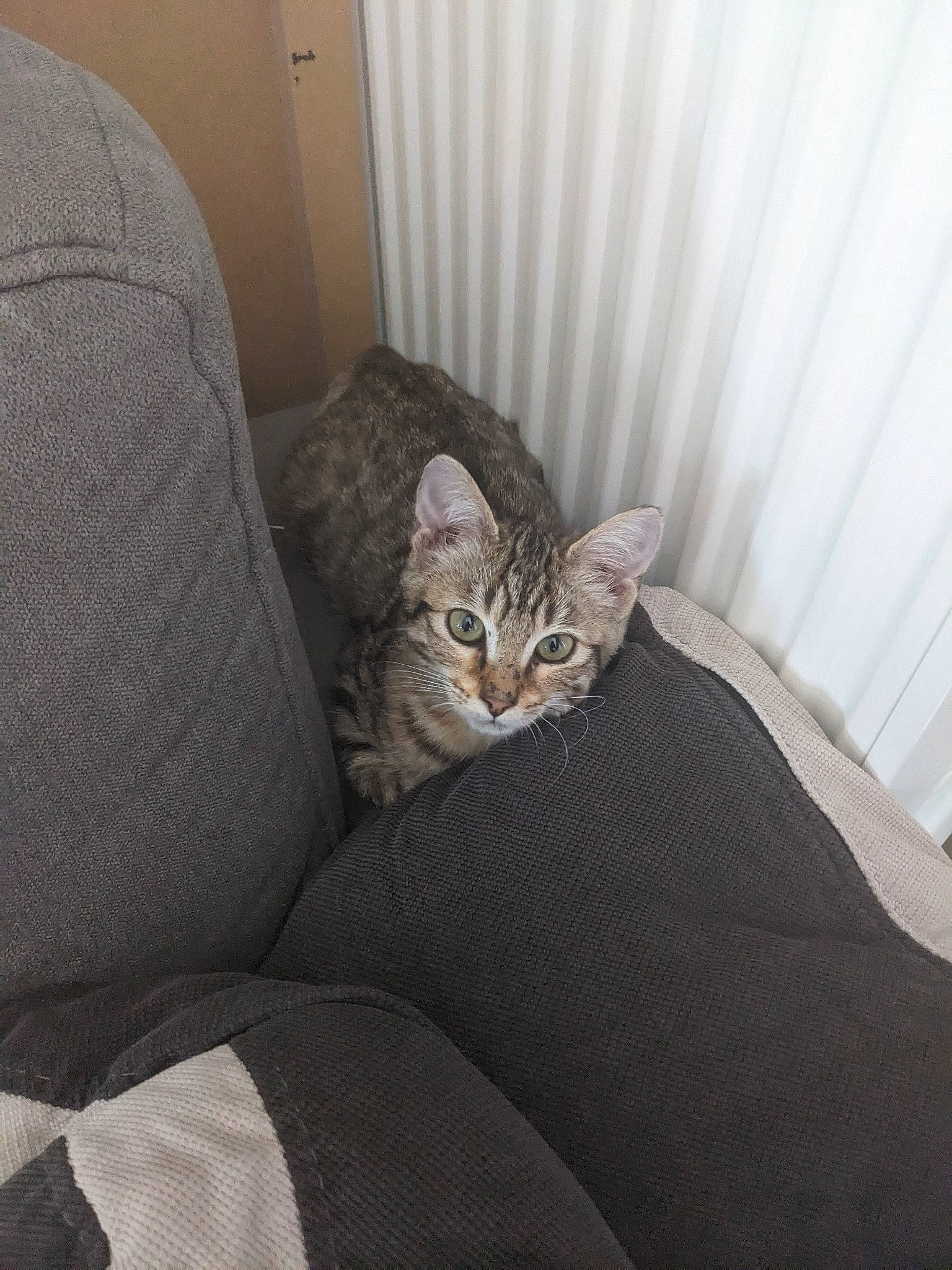 Roxy a rejoint le concours — aidez-le/la à gagner de superbes lots ! bedding, carnivore, cat, comfort, couch, curtain, domestic_short_haired_cat, fawn, felidae, flooring, fur, grey, hardwood, linens, room, small_to_medium_sized_cats, tail, whiskers, window_treatment, wood