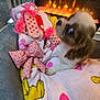 Mz. Daisy joined the competition — help win amazing prizes! dog, blanket, pink, bow, socks, heart_pattern, fireplace, warm, cozy, indoor, soft, furniture, colorful, pet, cute, resting, decor, fabric, blurred, animal