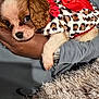puppy, dog, pet, animal, cute, leopard_print, bow, red_bow, fur, small_dog, hands, watch, wristwatch, person, clothing, gray_shirt, carpet, indoor, cozy, closeup