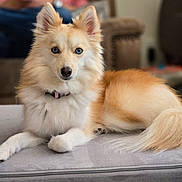 Skyy is registered to the contest to win money with this photo: dog, blue_eyes, fluffy, indoor, pet, collar, fur, lying_down, animal, canine, domestic_animal, cute, portrait, relaxing, furniture, living_room, close_up, soft_texture, mammal, companion