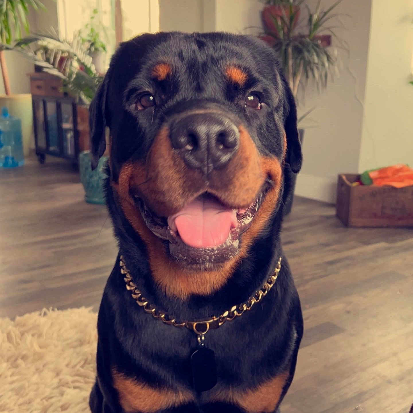 Bardock is registered to the contest to win money with this photo: accessories, animal, architecture, bodypart, building, canine, dog, door, indoors, interiordesign, jar, mouth, outdoors, person, pet, plant, planter, pottedplant, puppy, shelter