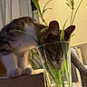 cat, feline, pet, animal, indoor, houseplant, plant, glass, water, window, sunlight, warm_lighting, curious, sitting, paws, fur, tabby, home, cozy, still_life