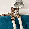 Marcel a rejoint le concours — aidez-le/la à gagner de superbes lots ! cat, tabby, white_cat, pet, animal, feline, sofa, couch, teal, indoor, home, living_room, lamp, portrait, front_legs, hanging, relaxed, sitting, fur, whiskers