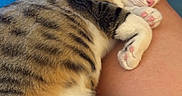 Marcel a rejoint le concours — aidez-le/la à gagner de superbes lots ! cat, tabby, white_fur, striped_fur, pet, animal, lying_down, relaxed, sleepy, pink_paw_pads, whiskers, ears, closeup, lap, human, indoor, couch, black_clothing, cozy, portrait