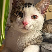 Marcel participe au concours pour gagner de l'argent avec cette photo : cat, kitten, pet, animal, portrait, close_up, face, eyes, whiskers, ears, paws, fur, white_fur, brown_fur, pink_nose, indoor, houseplant, chair, table, cute