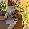 Marcel a rejoint le concours — aidez-le/la à gagner de superbes lots ! cat, kitten, tabby, white_fur, pet, animal, portrait, profile, sitting, lounging, paws, whiskers, ears, yellow_eyes, cardboard_box, houseplant, glass_vase, indoor, sunlight, cozy