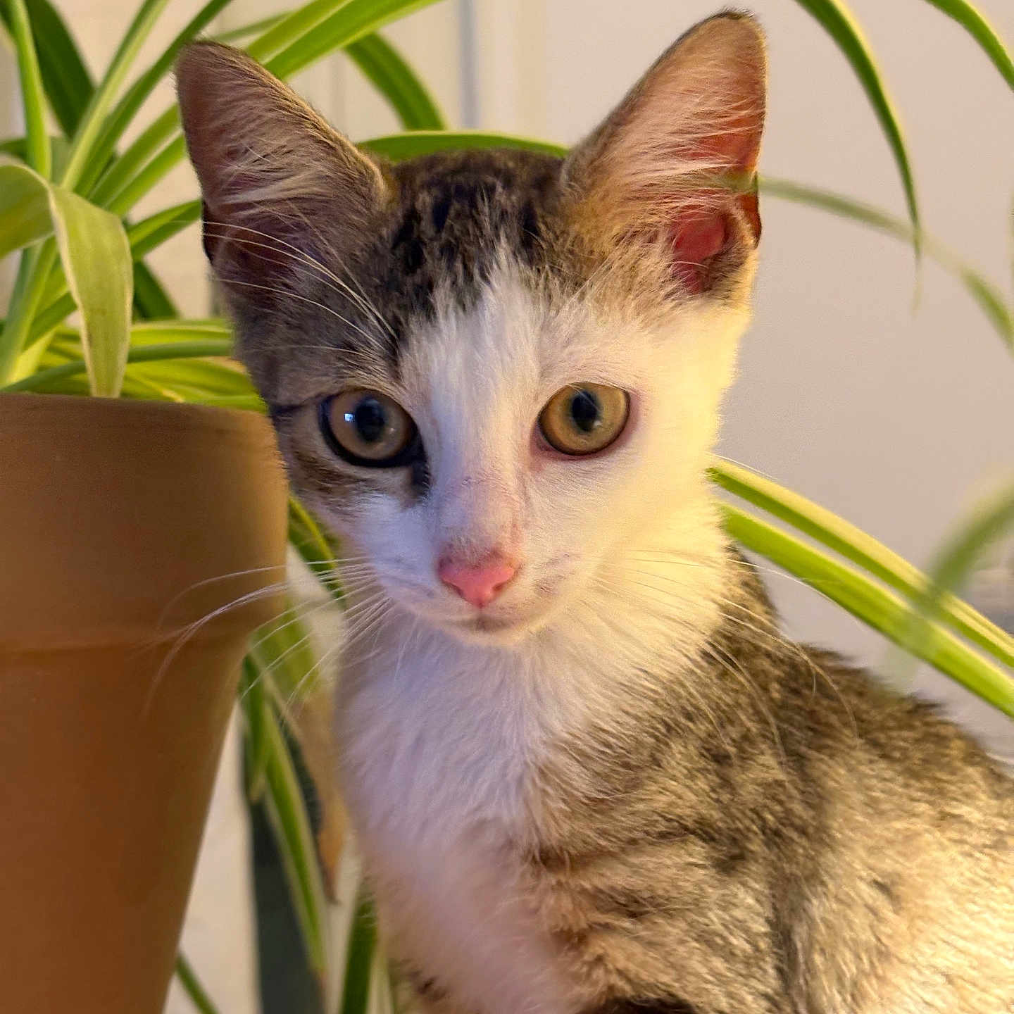 Marcel
