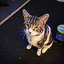 cat, tabby, pet, animal, collar, bell, sitting, indoor, feline, whiskers, ears, fur, domestic_animal, cute, looking_down, container, floor, yellow_lid, blurry, closeup