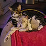 Sebastion is registered to the contest to win money with this photo: cat, kitten, tabby_cat, feline, pets, animal, indoor, chair, towel, snuggling, cozy, domestic, fur, whiskers, paw, relaxing, companionship, cute, looking, resting